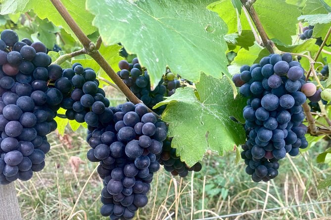 Bunches of black grapes hanging among vine leaves