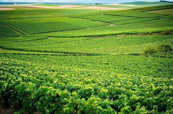 Green vine rows rolling to the horizon under a pale sky